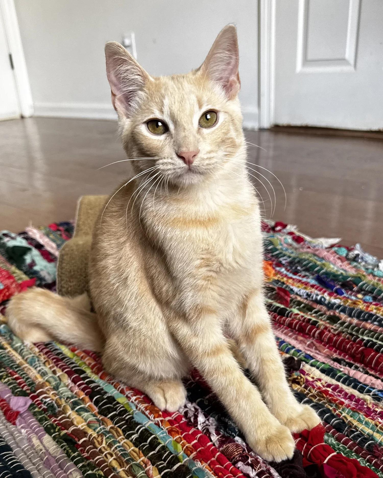 Enlarge Blue, a Adoptable Domestic Short Hair in Atlanta, GA image 4/6