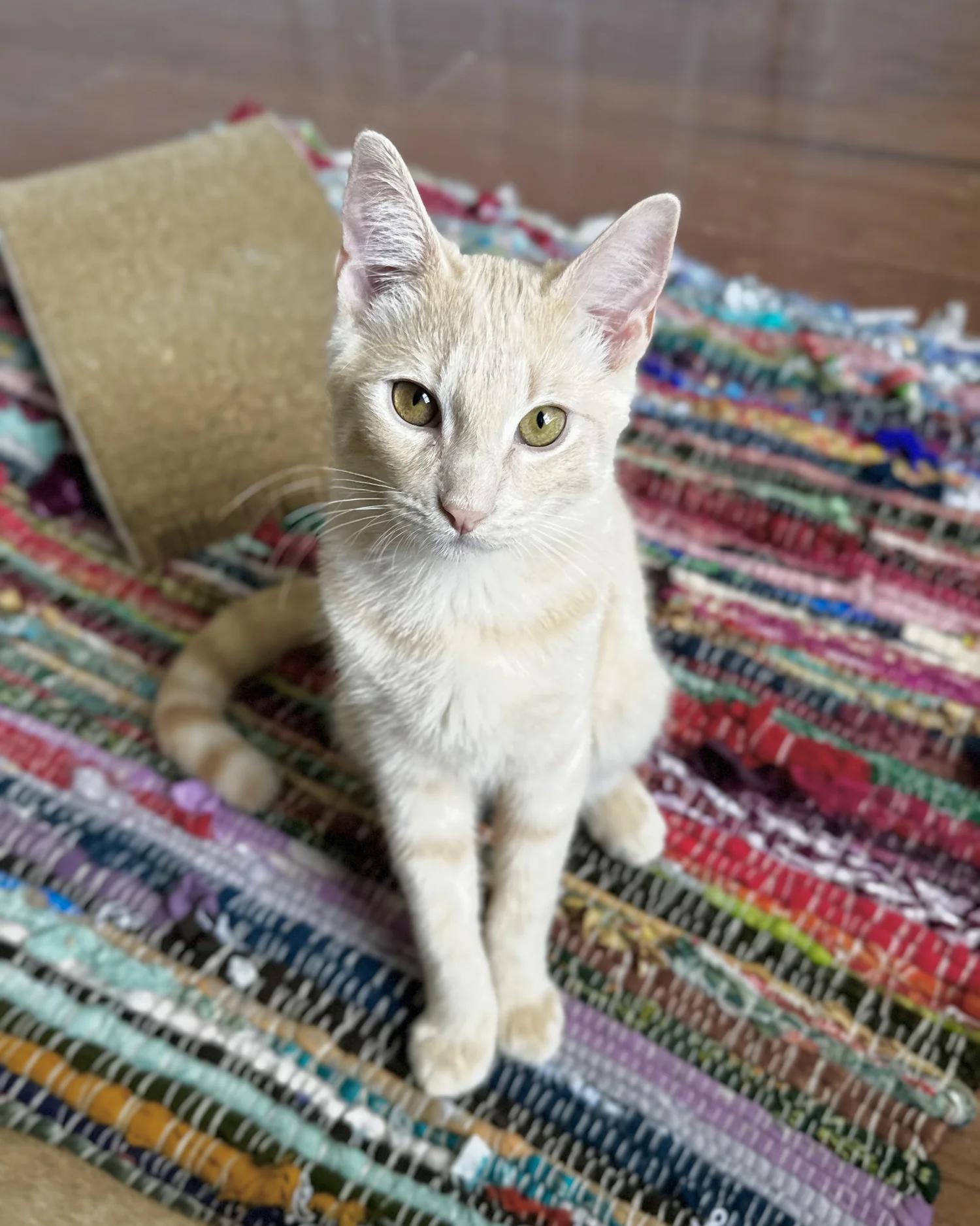 Enlarge Blue, a Adoptable Domestic Short Hair in Atlanta, GA image 2/6