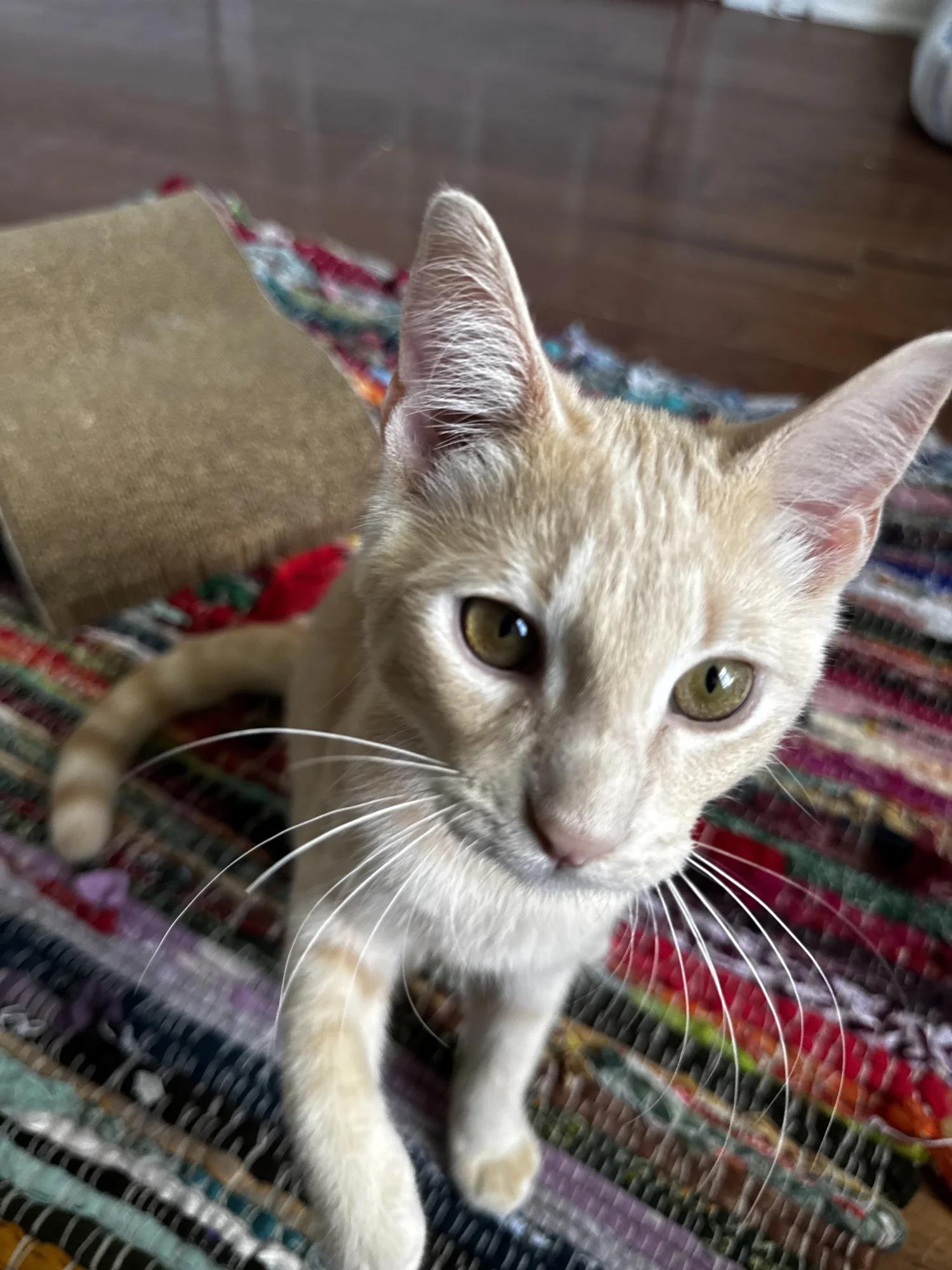 Enlarge Blue, a Adoptable Domestic Short Hair in Atlanta, GA image 6/6