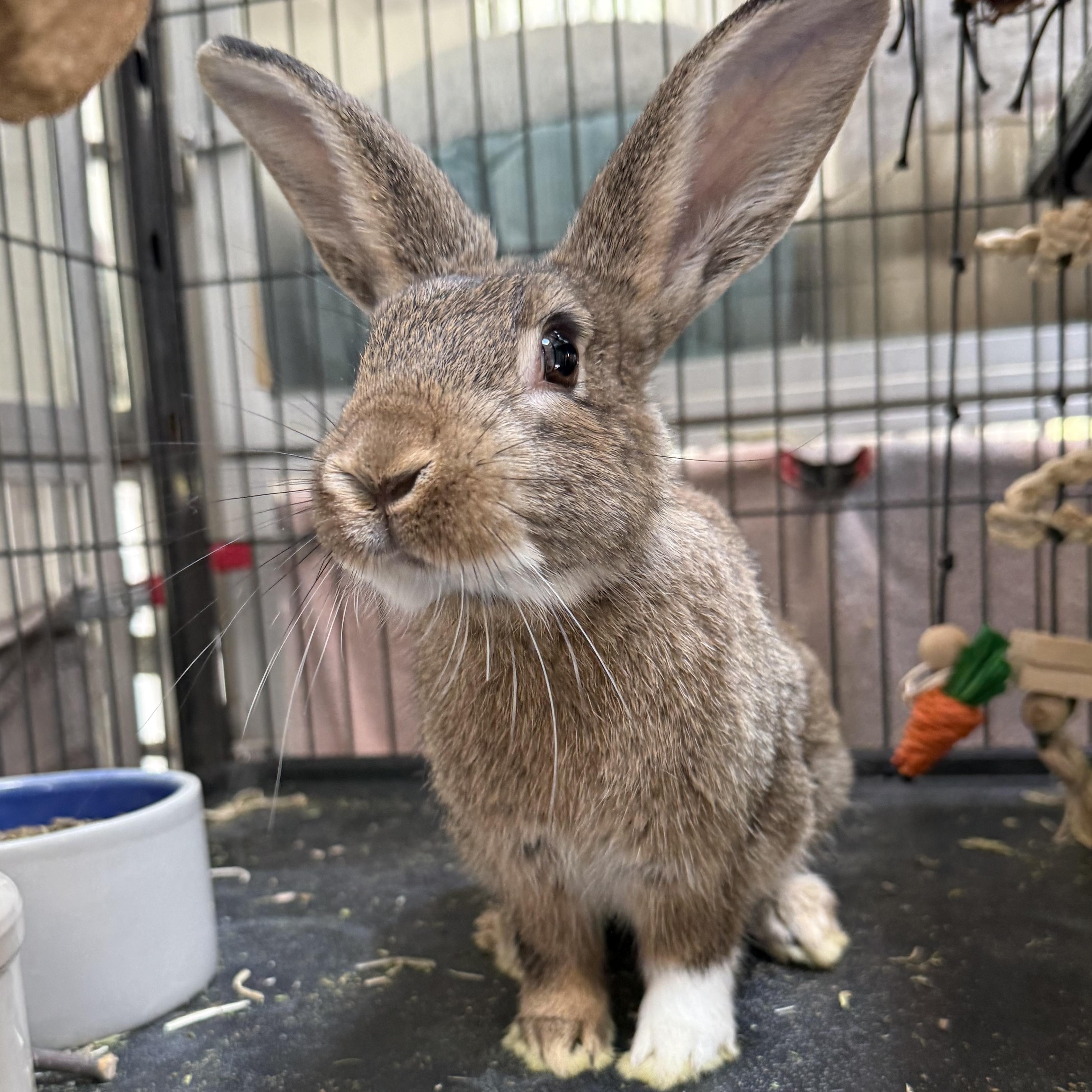 Enlarge Lucia, a Adoptable mixed breed in West Milford, NJ image 1/2