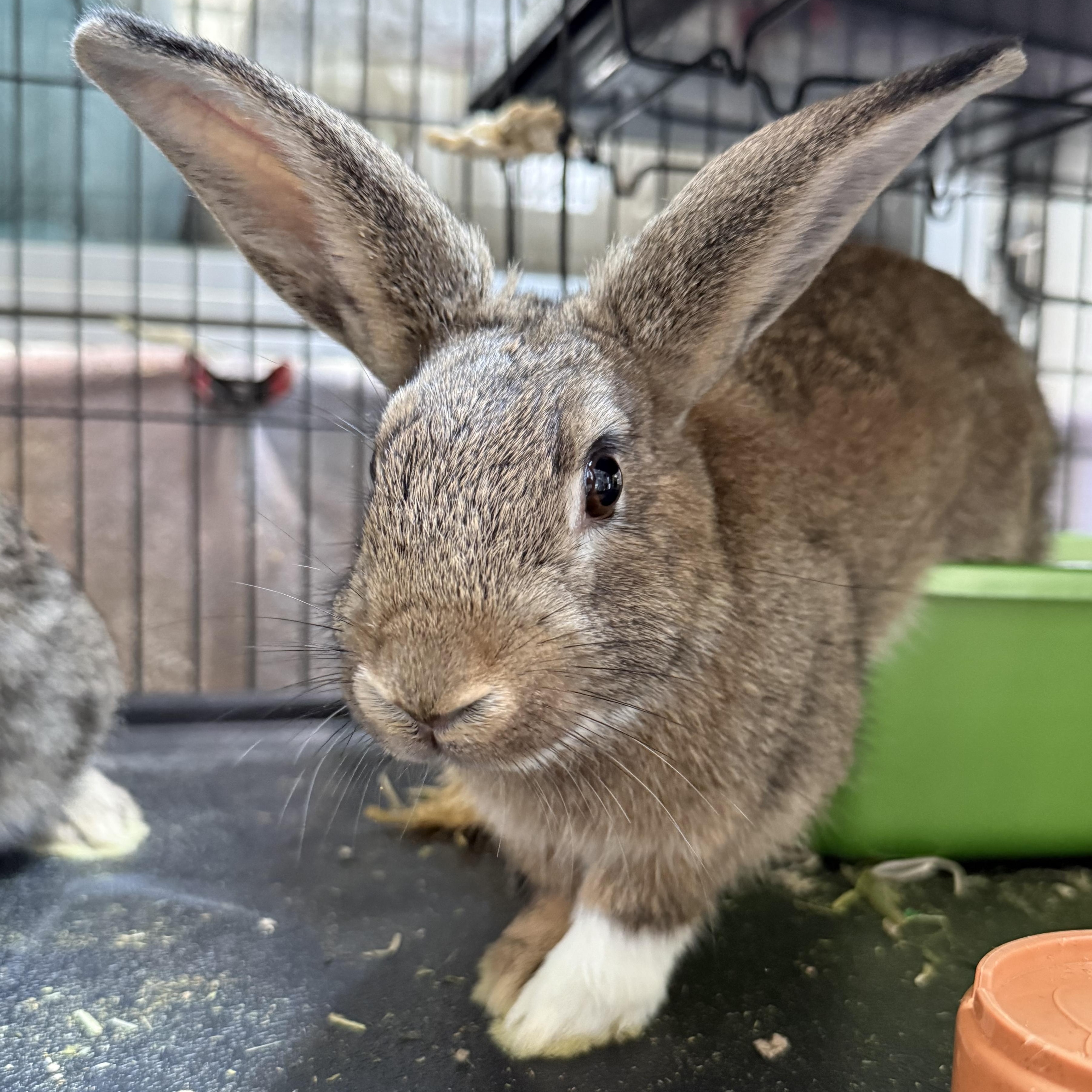 Enlarge Lucia, a Adoptable mixed breed in West Milford, NJ image 2/2