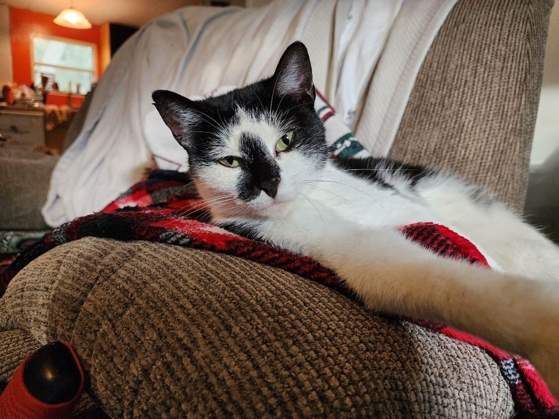 Biskit, Adoptable, Adult Female Domestic Short Hair.