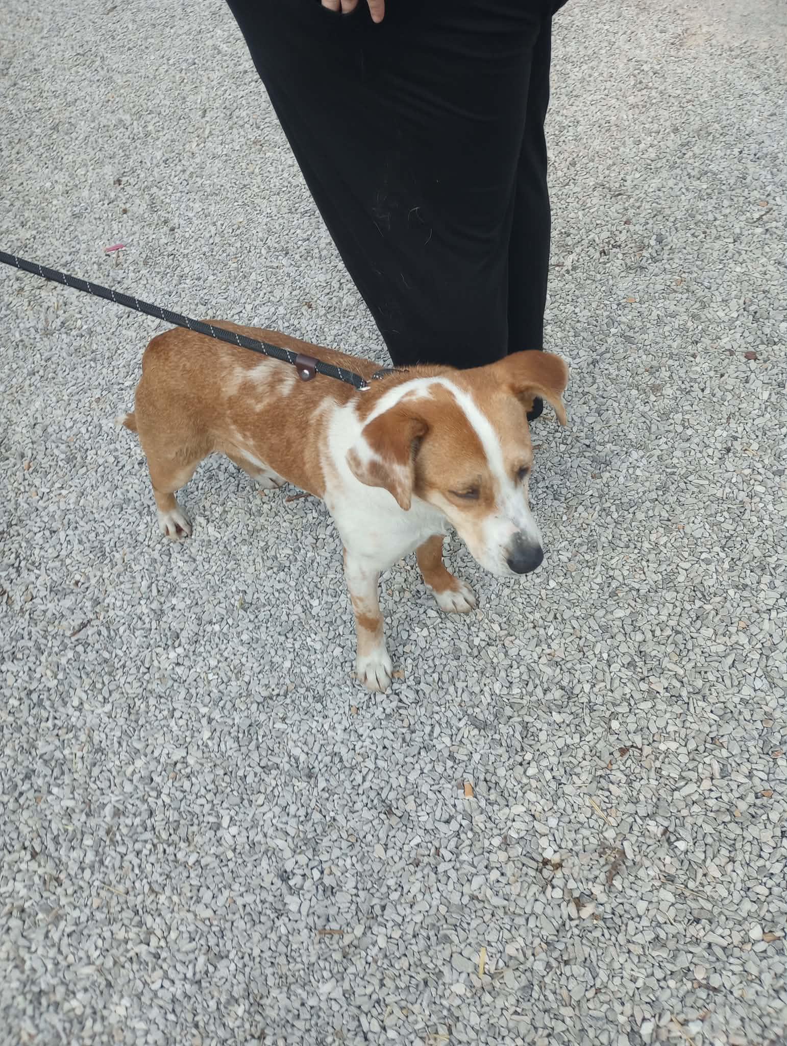 Enlarge Reecie, a Adoptable mixed breed in Frenchburg, KY image 1/3