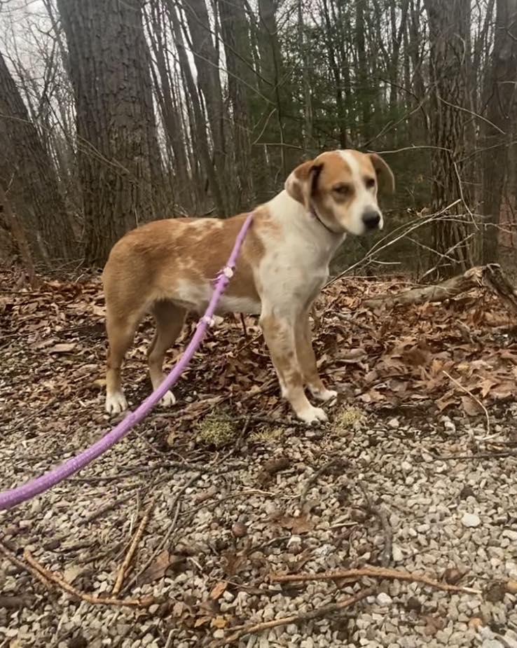 Enlarge Reecie, a Adoptable mixed breed in Frenchburg, KY image 2/3