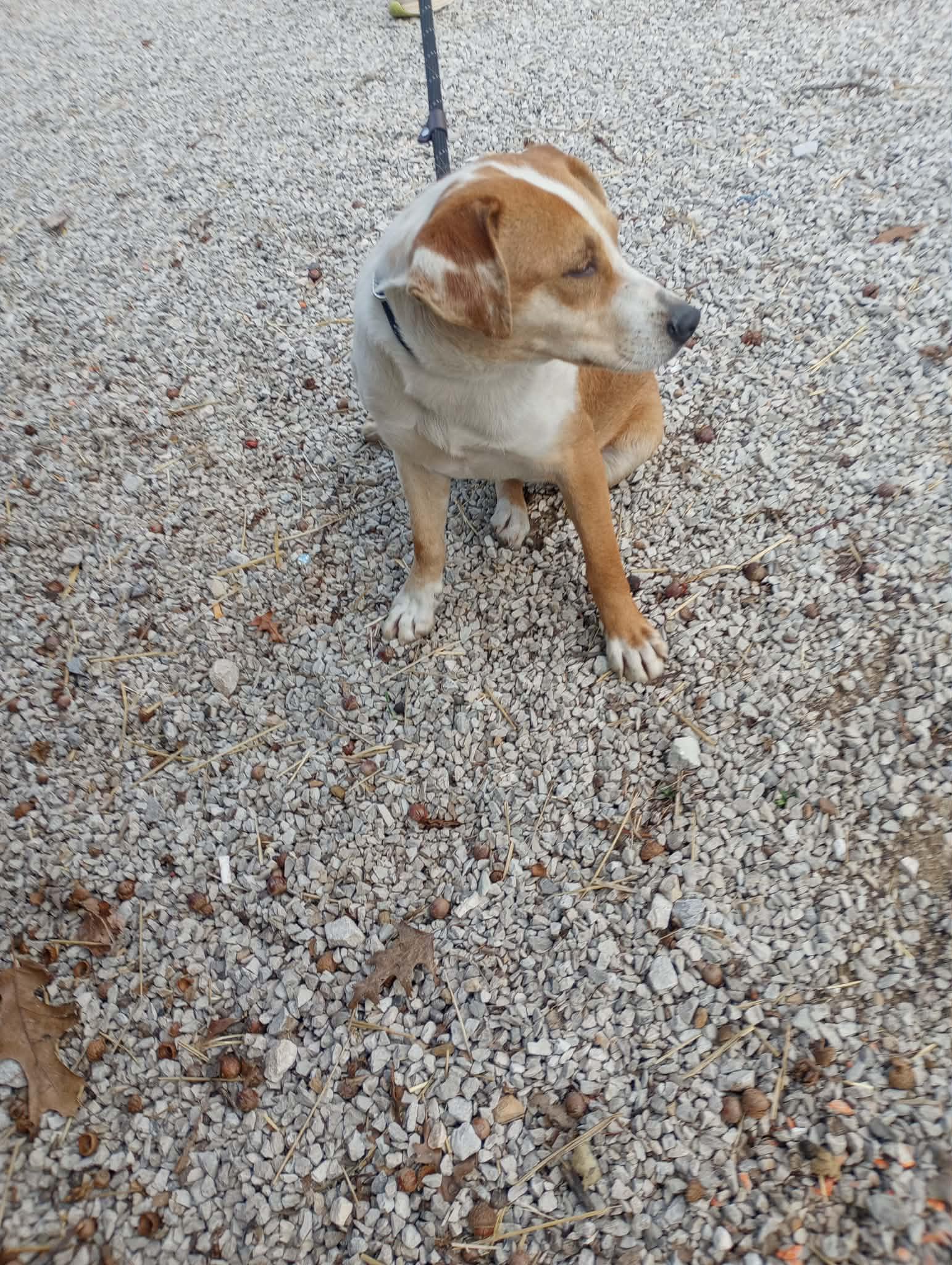 Enlarge Reecie, a Adoptable mixed breed in Frenchburg, KY image 3/3