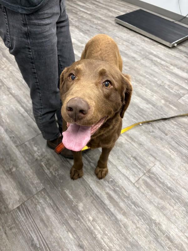 Walter, Adoptable, Adult Male Labrador Retriever & Chesapeake Bay Retriever.