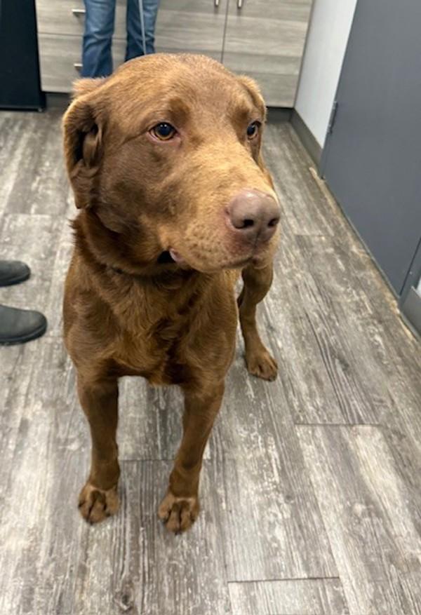 Enlarge Walter, a Adoptable mixed breed in Fort St. John, BC image 2/2