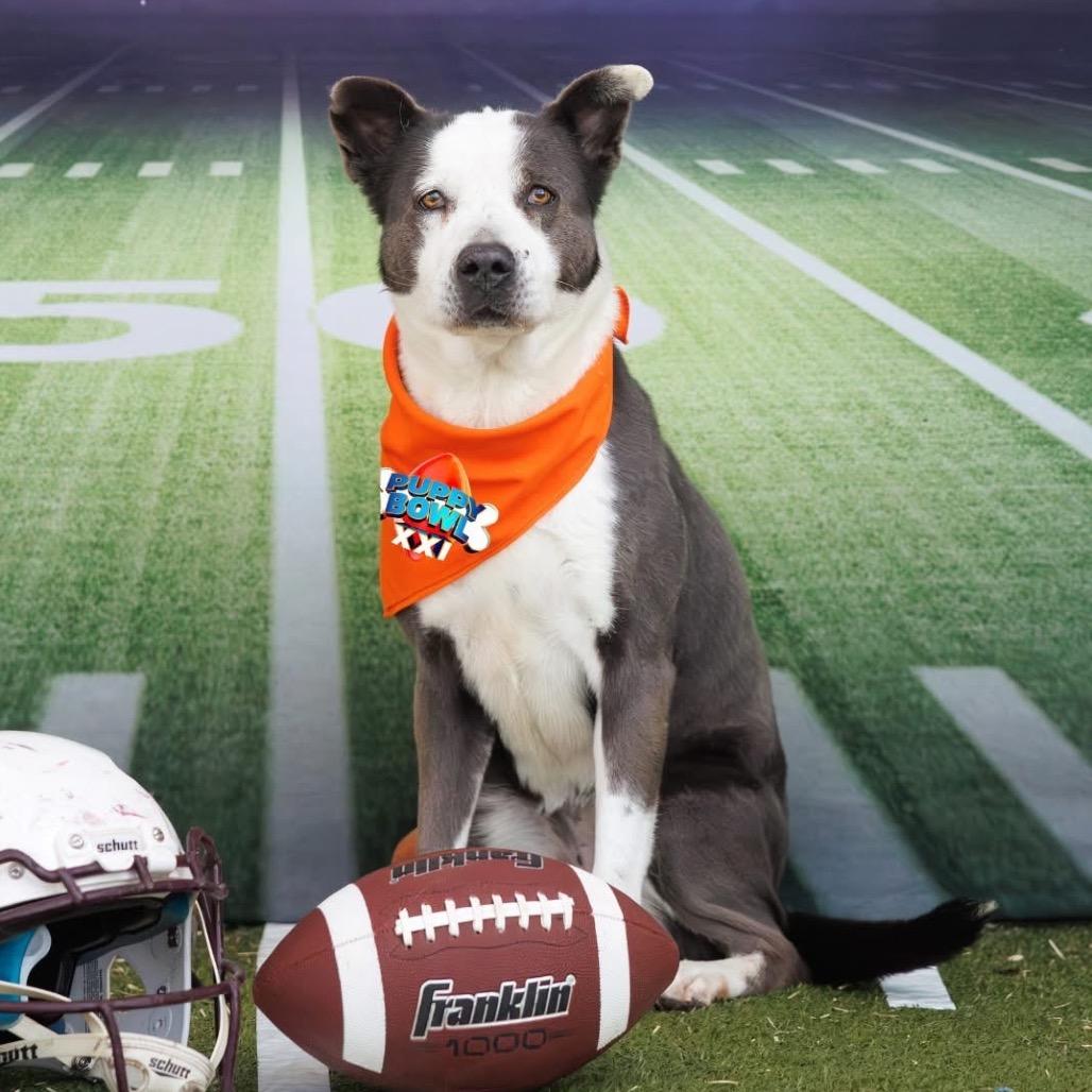FWT Scarlett, Adoptable, Adult Female Pit Bull Terrier & Australian Shepherd.