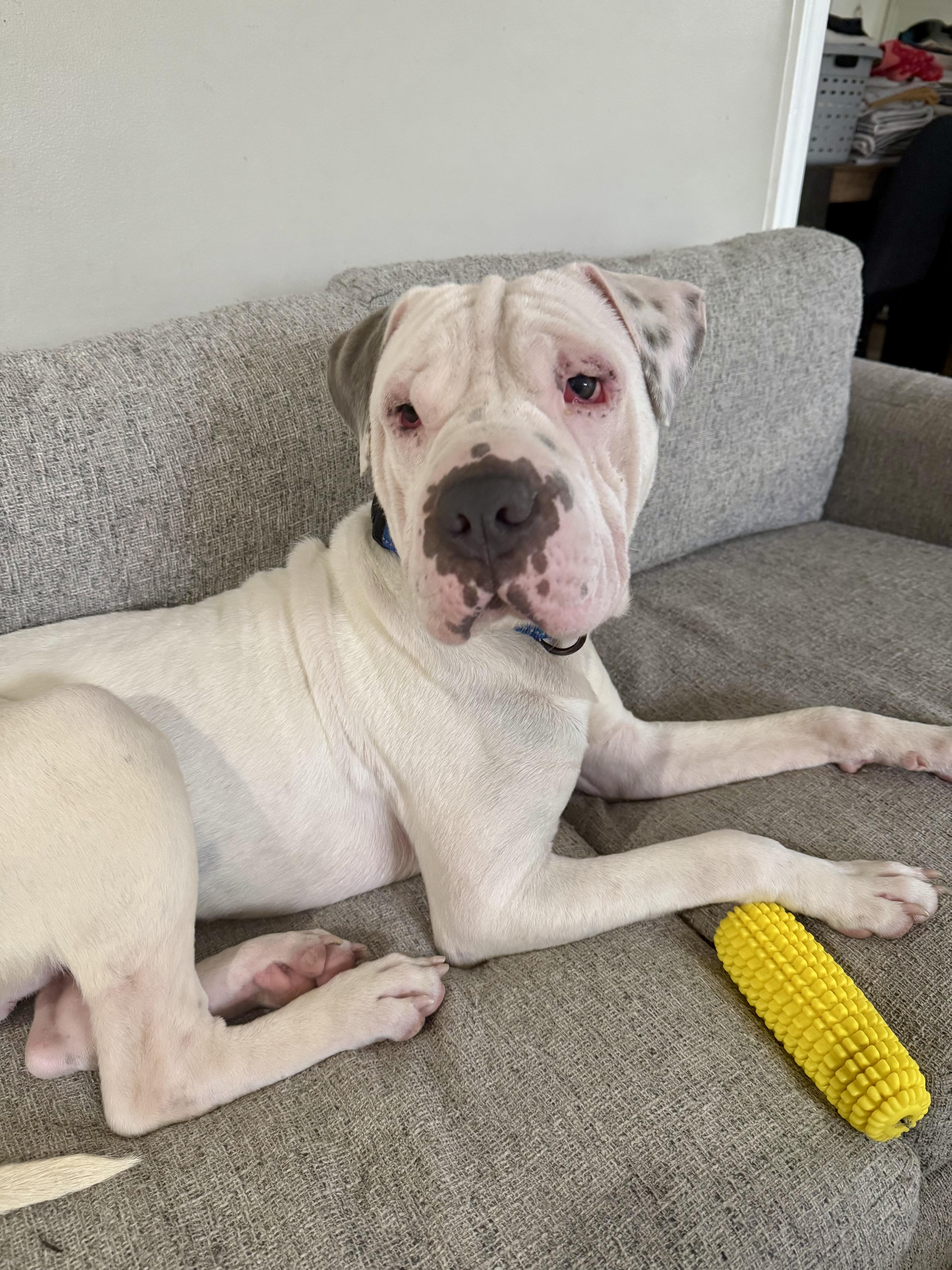 Barnaby, ADOPTABLE, Puppy Male Shar-Pei.