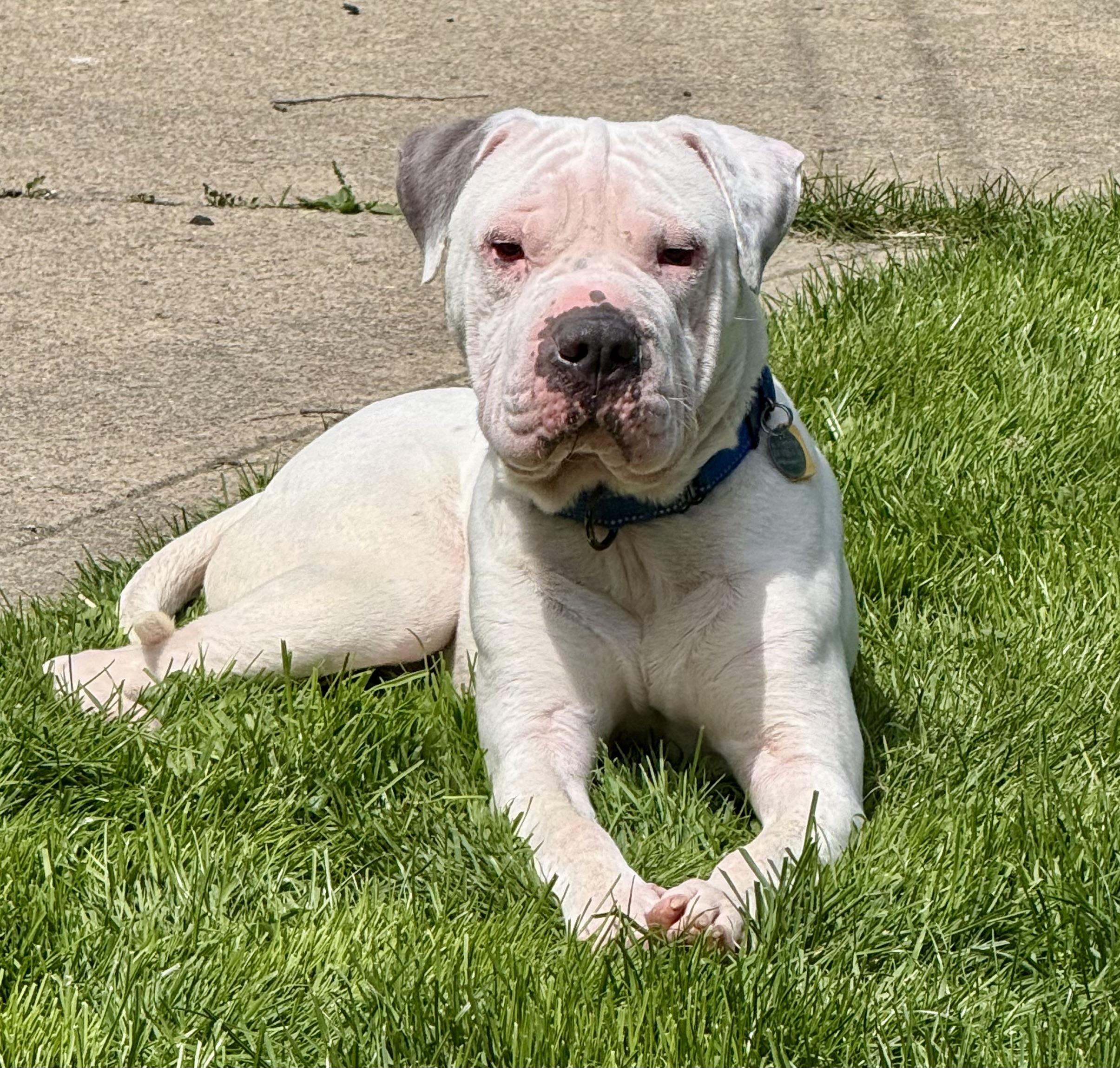 Enlarge Barnaby, a ADOPTABLE mixed breed in Cleveland, OH image 6/6