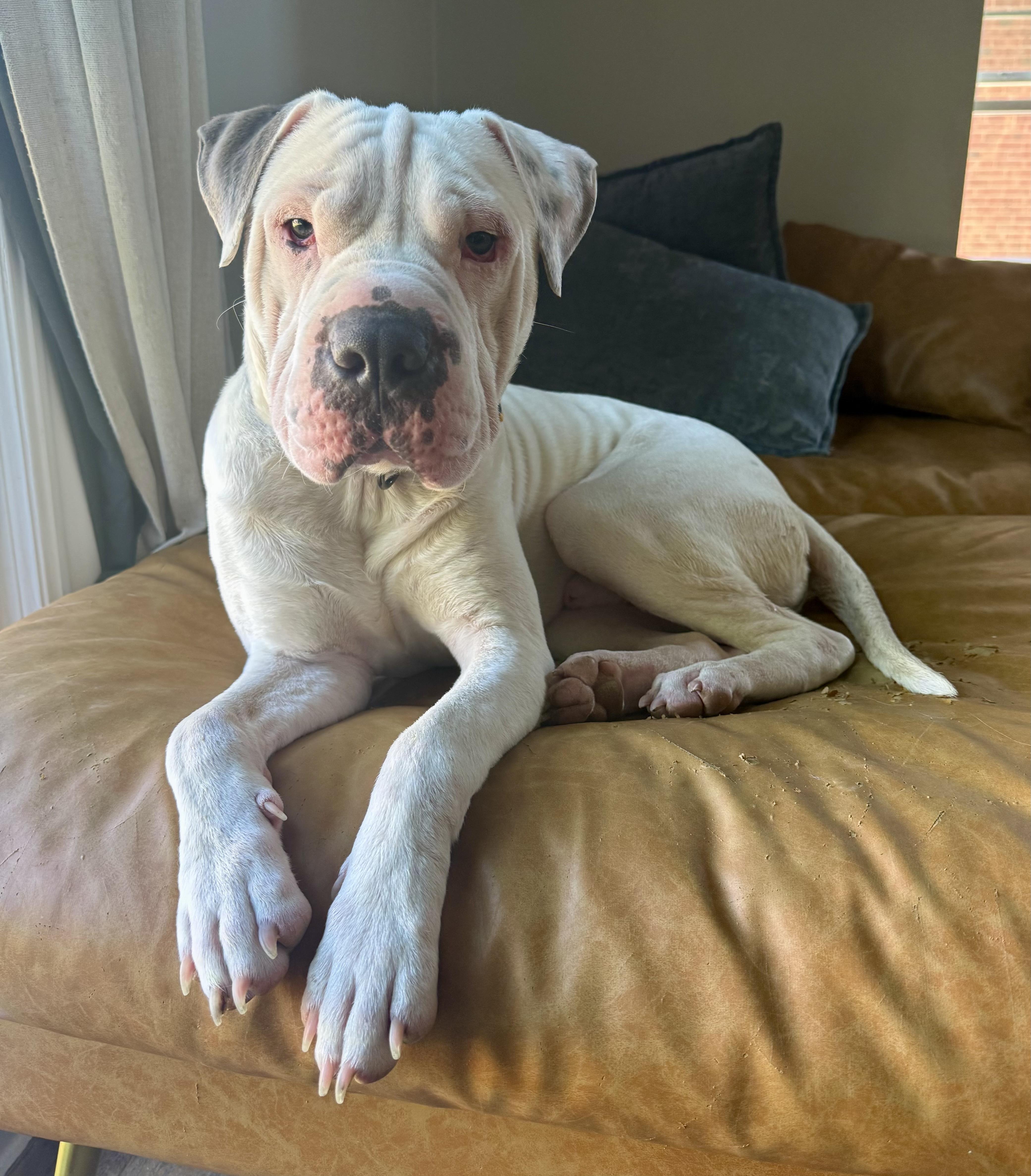 Barnaby, ADOPTABLE, Puppy Male Shar-Pei.