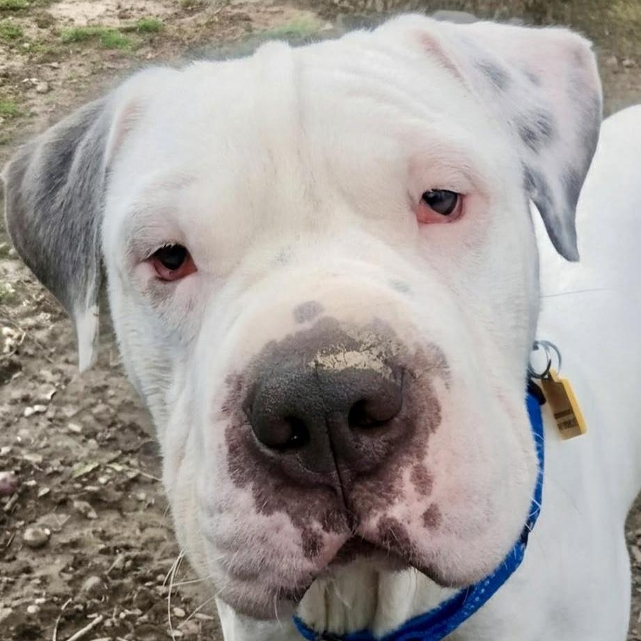 Enlarge Barnaby, a ADOPTABLE mixed breed in Cleveland, OH image 2/6