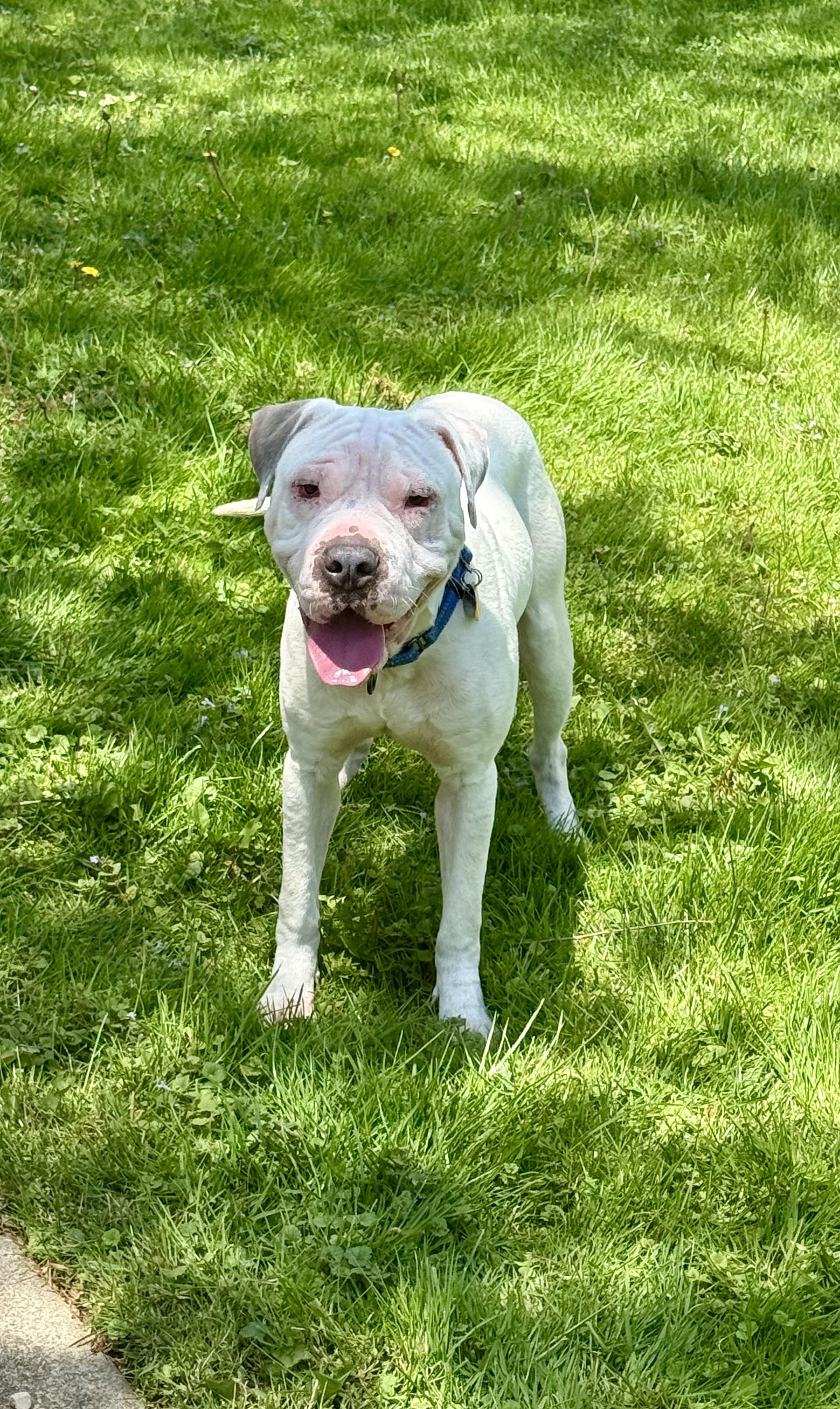 Enlarge Barnaby, a ADOPTABLE mixed breed in Cleveland, OH image 4/6