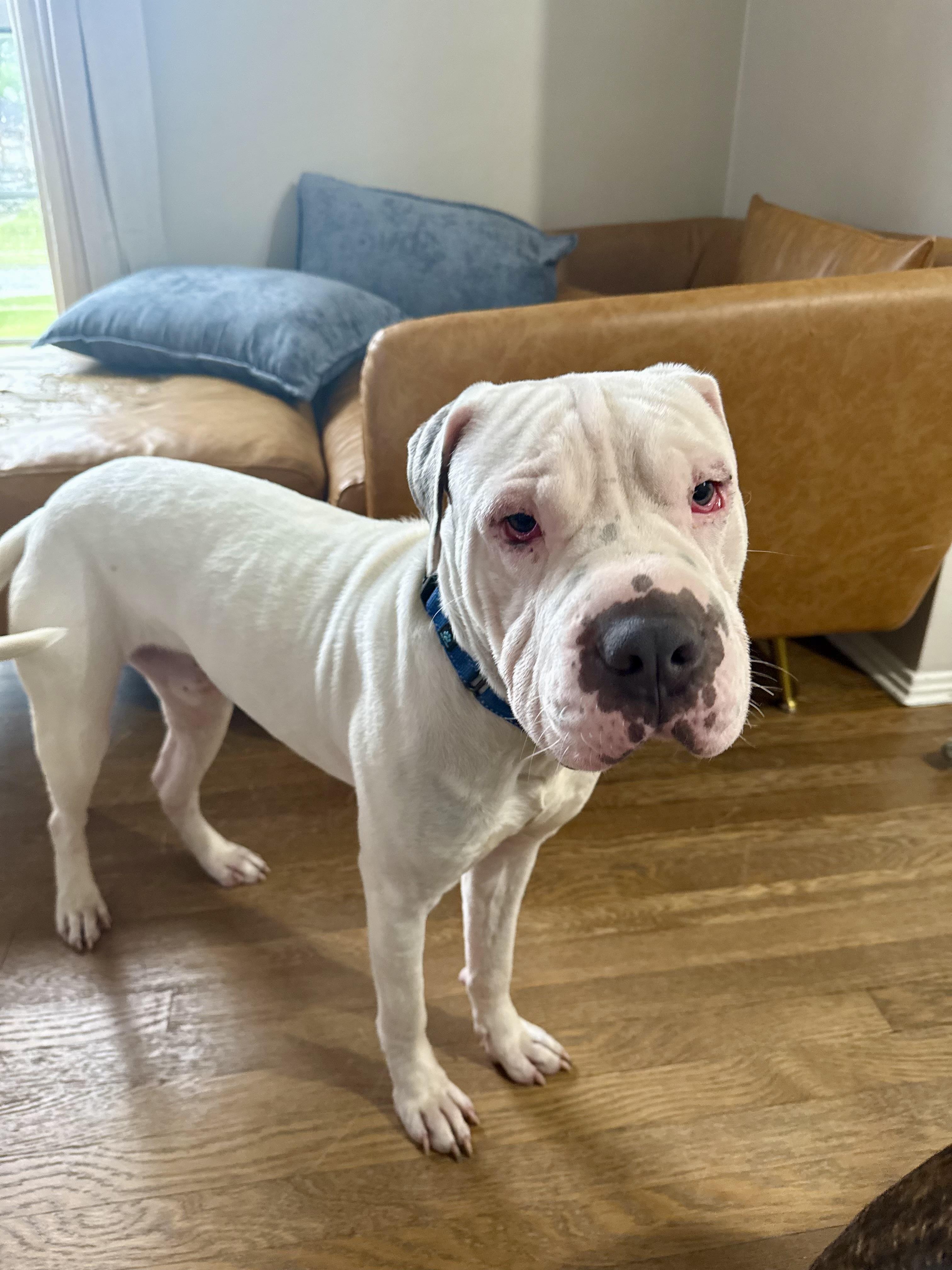Enlarge Barnaby, a ADOPTABLE mixed breed in Cleveland, OH image 6/6