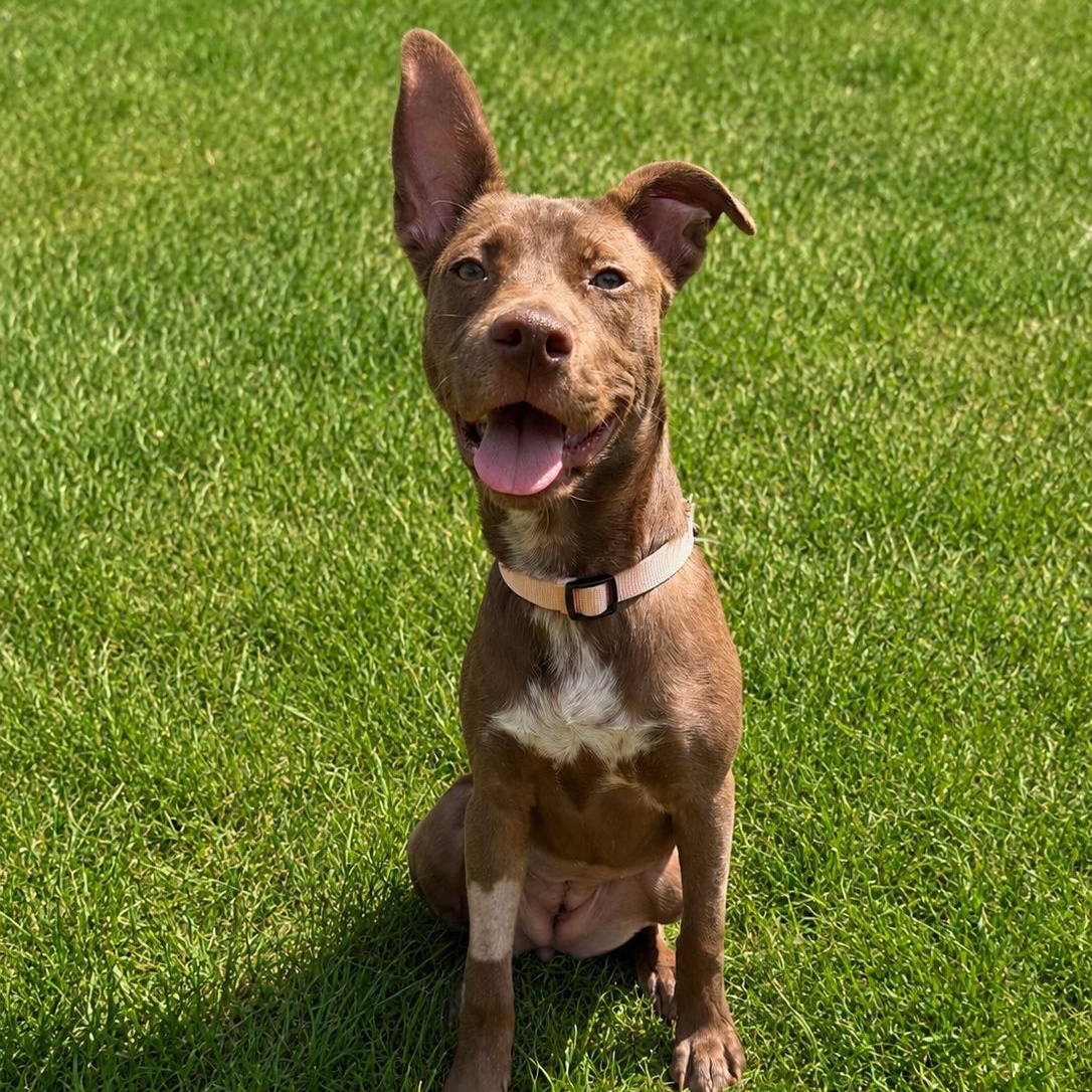 MIKIMOTO, Adoptable, Puppy Female Mixed Breed.