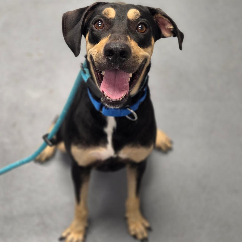 Ross, Adoptable, Adult Male Mixed Breed.