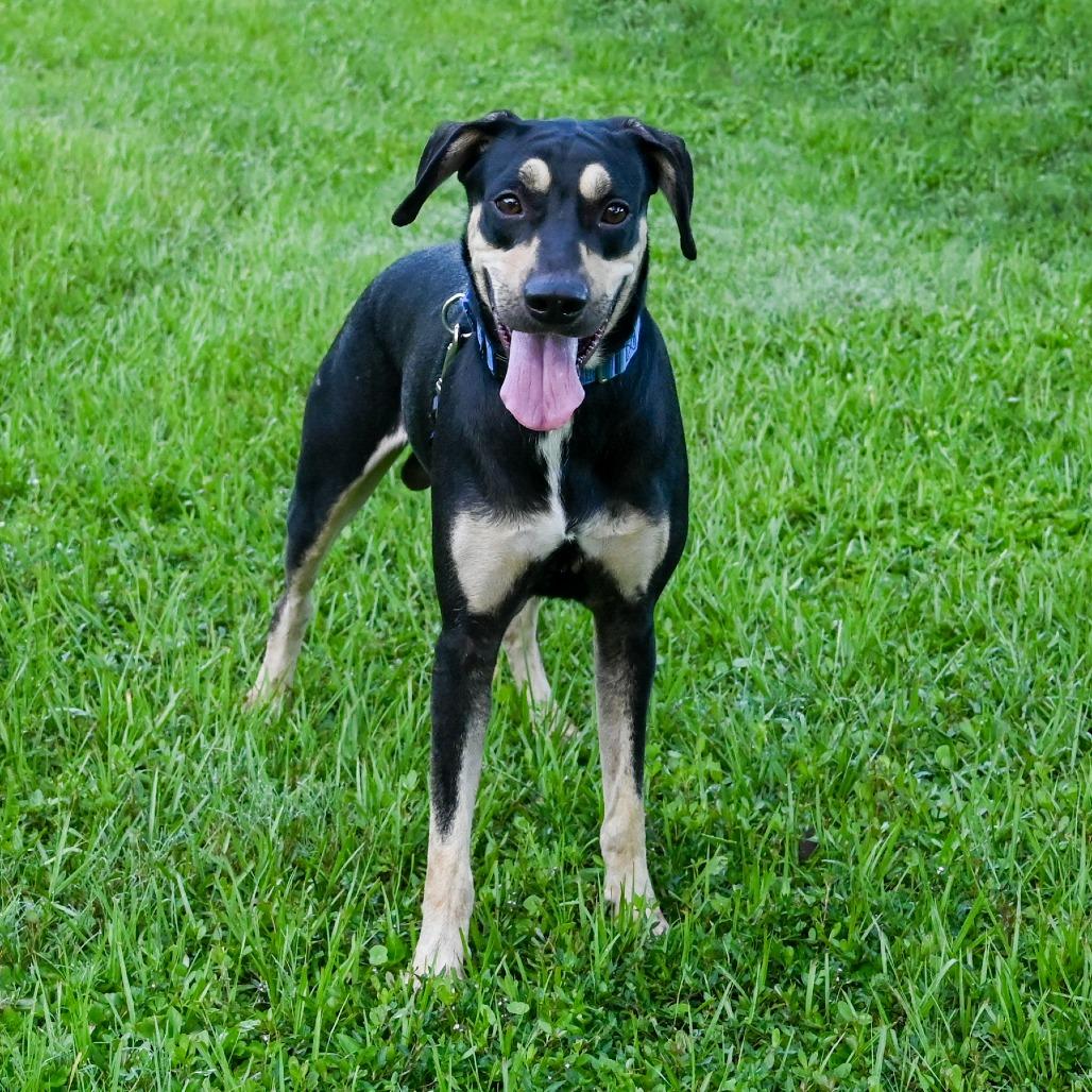 Enlarge Ross, a Adoptable Mixed Breed in Sarasota, FL image 2/6