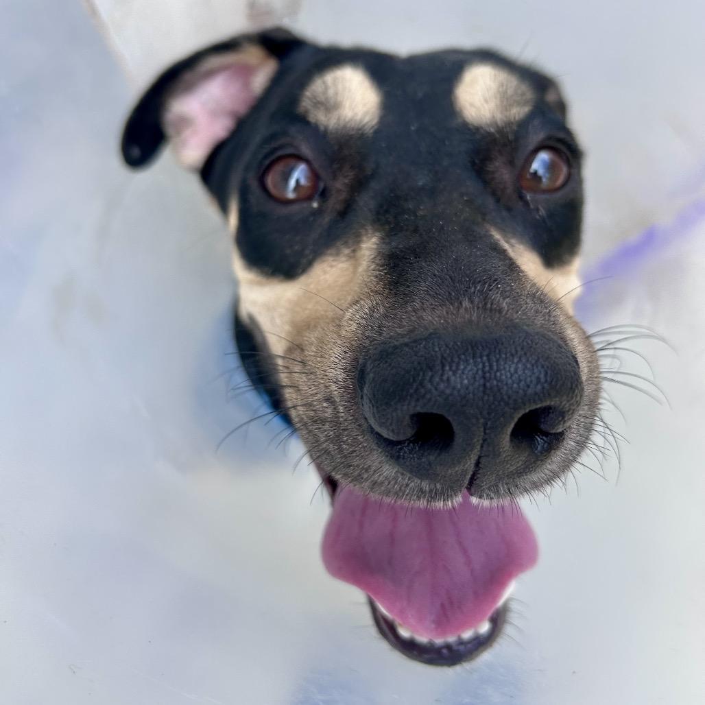 Enlarge Ross, a Adoptable Mixed Breed in Sarasota, FL image 3/6