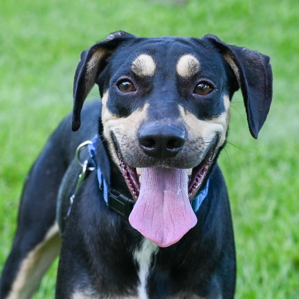 Enlarge Ross, a Adoptable Mixed Breed in Sarasota, FL image 4/6