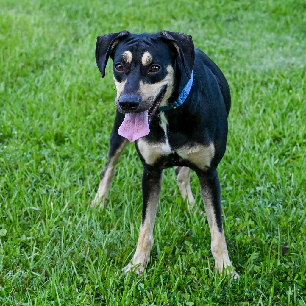 Enlarge Ross, a Adoptable Mixed Breed in Sarasota, FL image 5/6