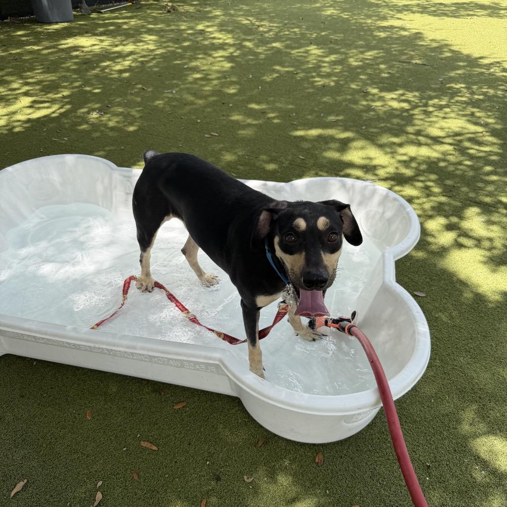 Enlarge Ross, a Adoptable Mixed Breed in Sarasota, FL image 6/6
