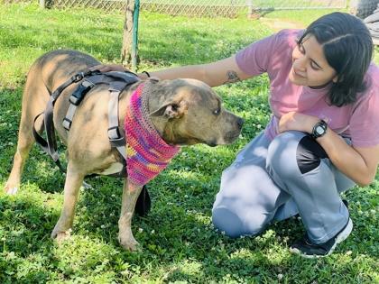 Theadora $25 Fostered, Adoptable, Adult Female American Staffordshire Terrier & Mixed Breed.