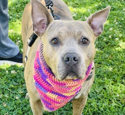 Theadora $25 Fostered, a Adoptable mixed breed in Seneca, SC image 2/3