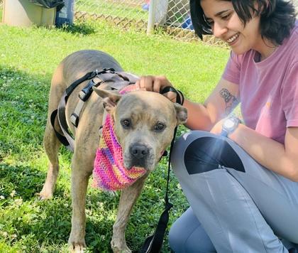 Theadora $25 Fostered, a Adoptable mixed breed in Seneca, SC image 3/3