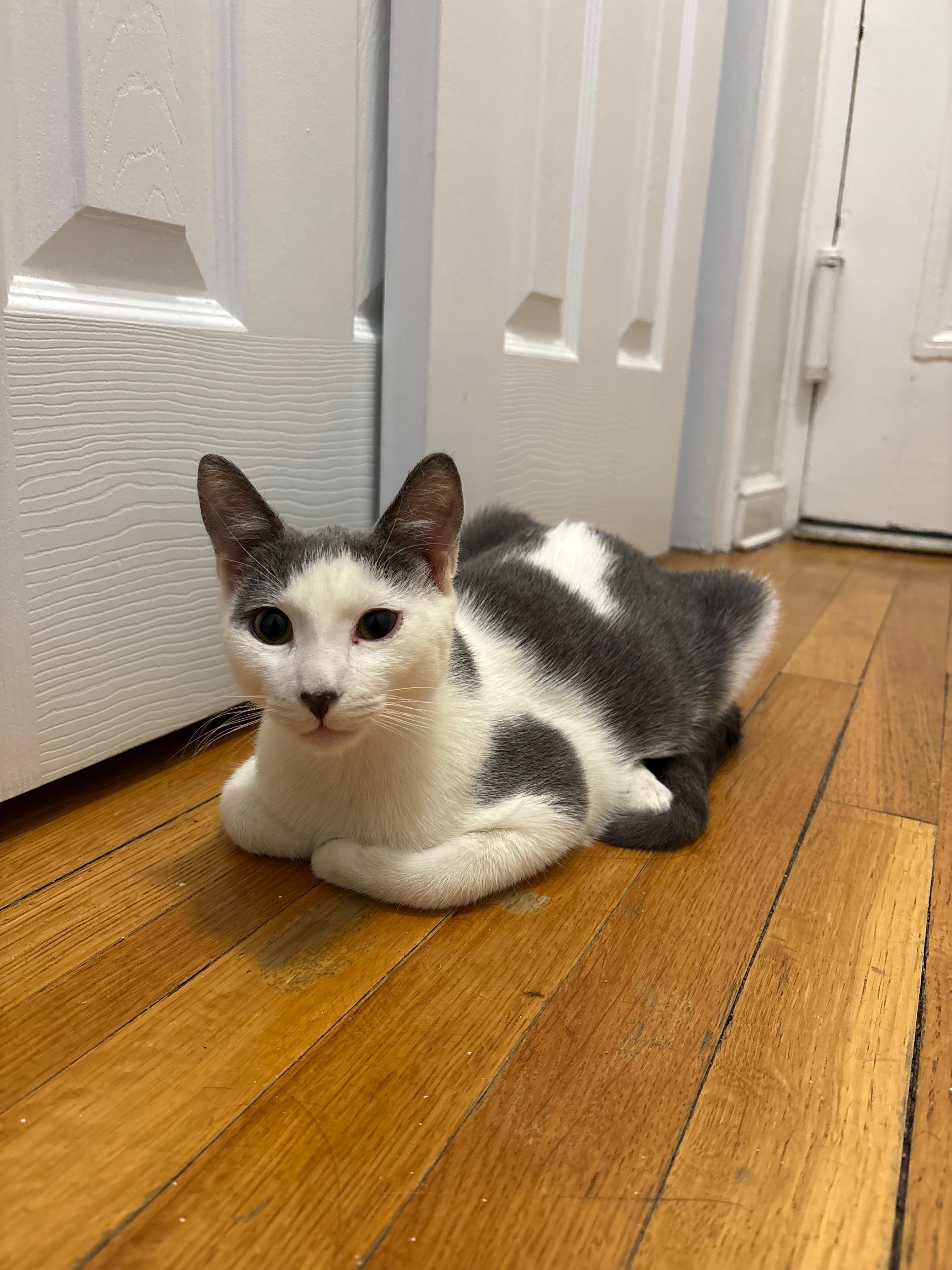 Enlarge Dewey, a Adoptable Domestic Short Hair in New York, NY image 1/6