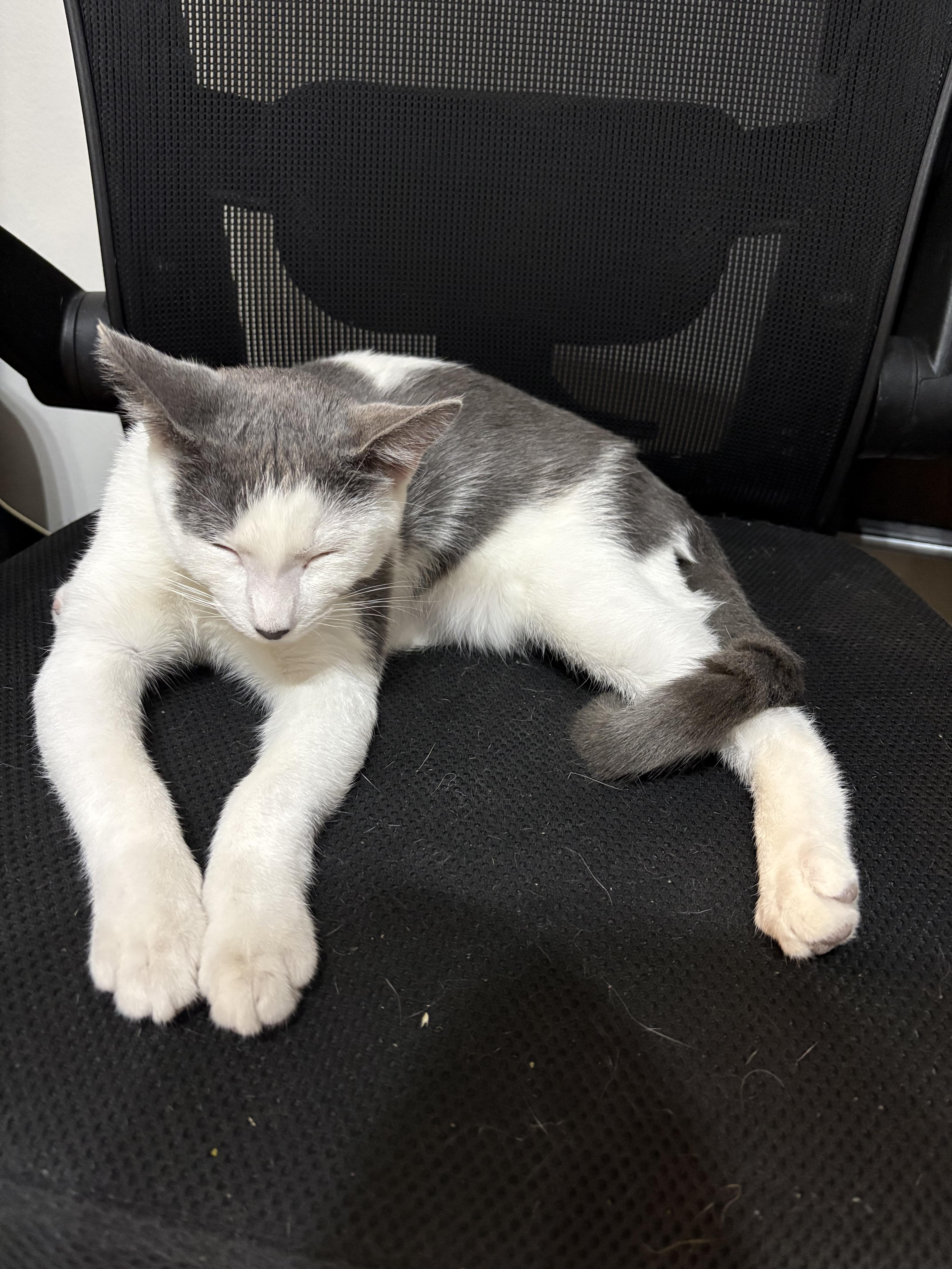 Enlarge Dewey, a Adoptable Domestic Short Hair in New York, NY image 2/6