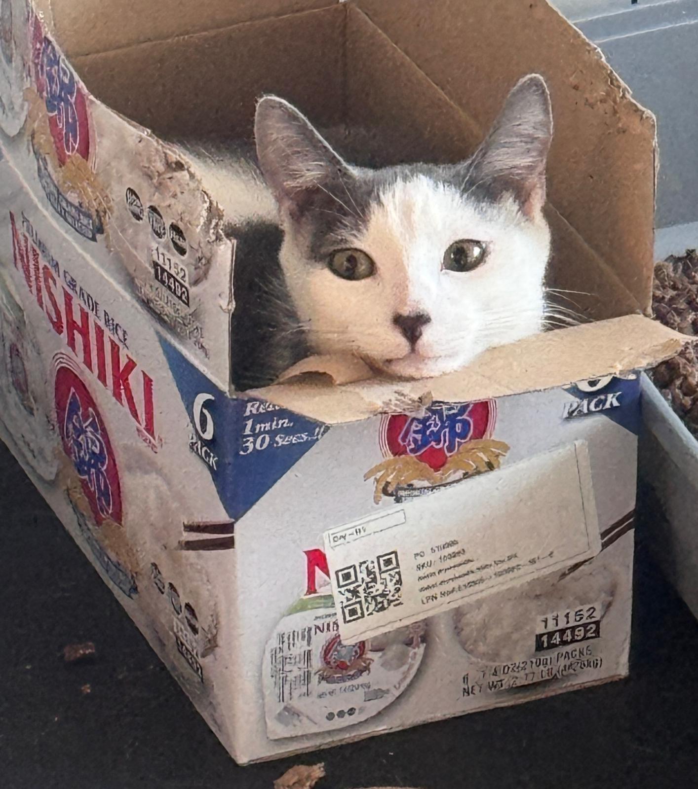 Dewey, Adoptable, Young Male Domestic Short Hair.