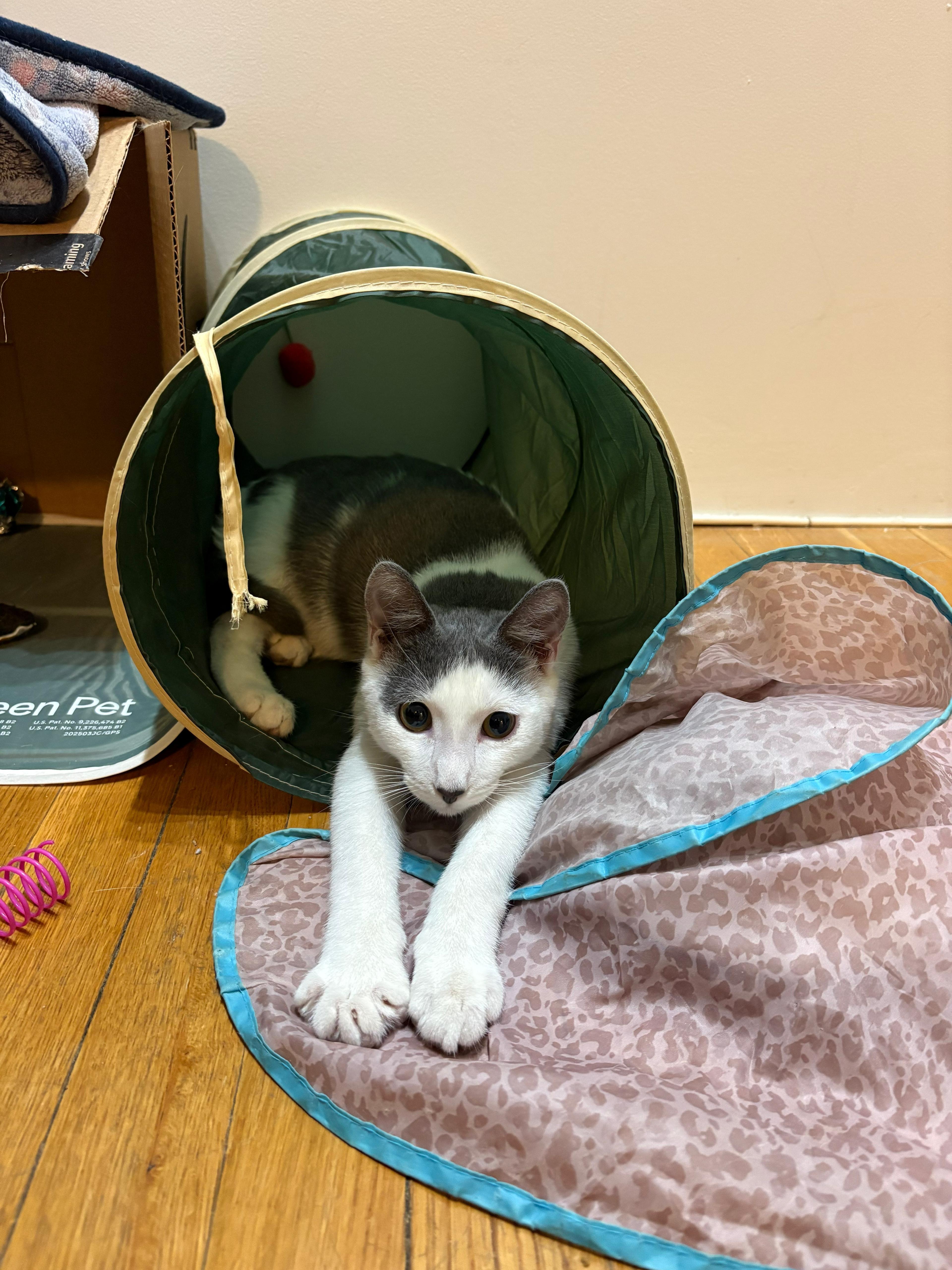 Enlarge Dewey, a Adoptable Domestic Short Hair in New York, NY image 3/6