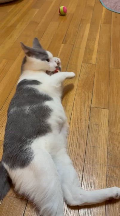 Enlarge Dewey, a Adoptable Domestic Short Hair in New York, NY video 4/6