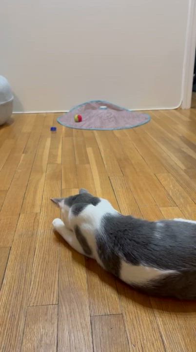 Enlarge Dewey, a Adoptable Domestic Short Hair in New York, NY video 5/6