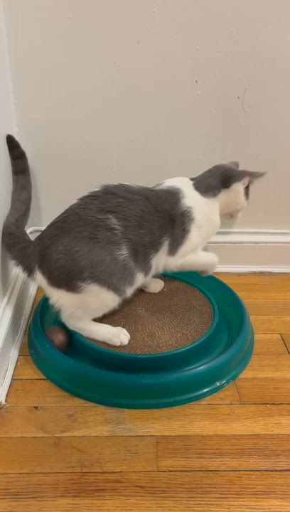 Enlarge Dewey, a Adoptable Domestic Short Hair in New York, NY video 6/6