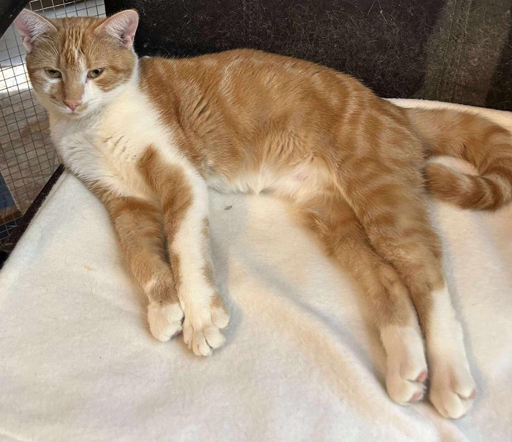 Sprout, Adoptable, Young Female Domestic Short Hair.