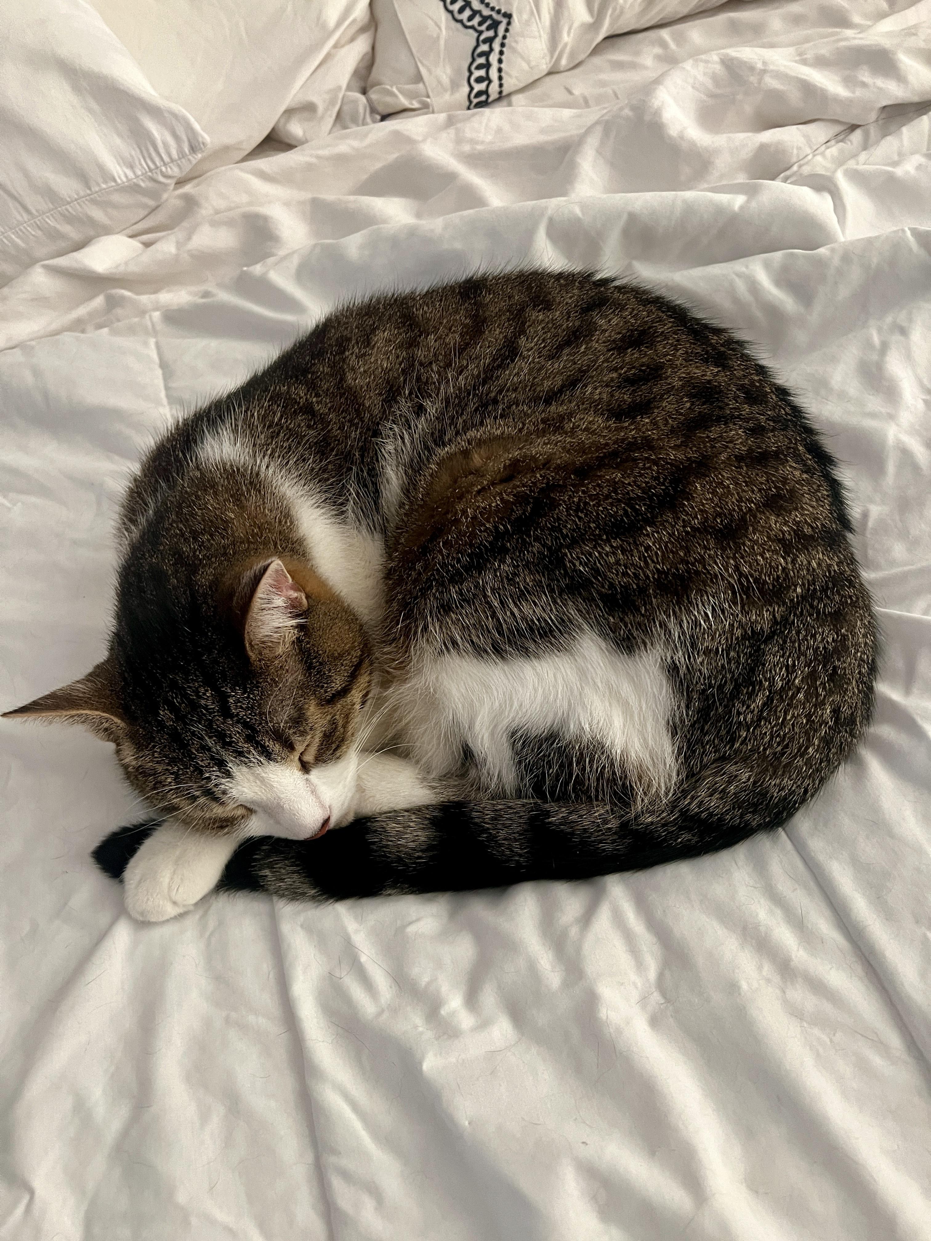 Enlarge Milo & Sky, a ADOPTABLE Domestic Short Hair in Toronto, ON image 2/6