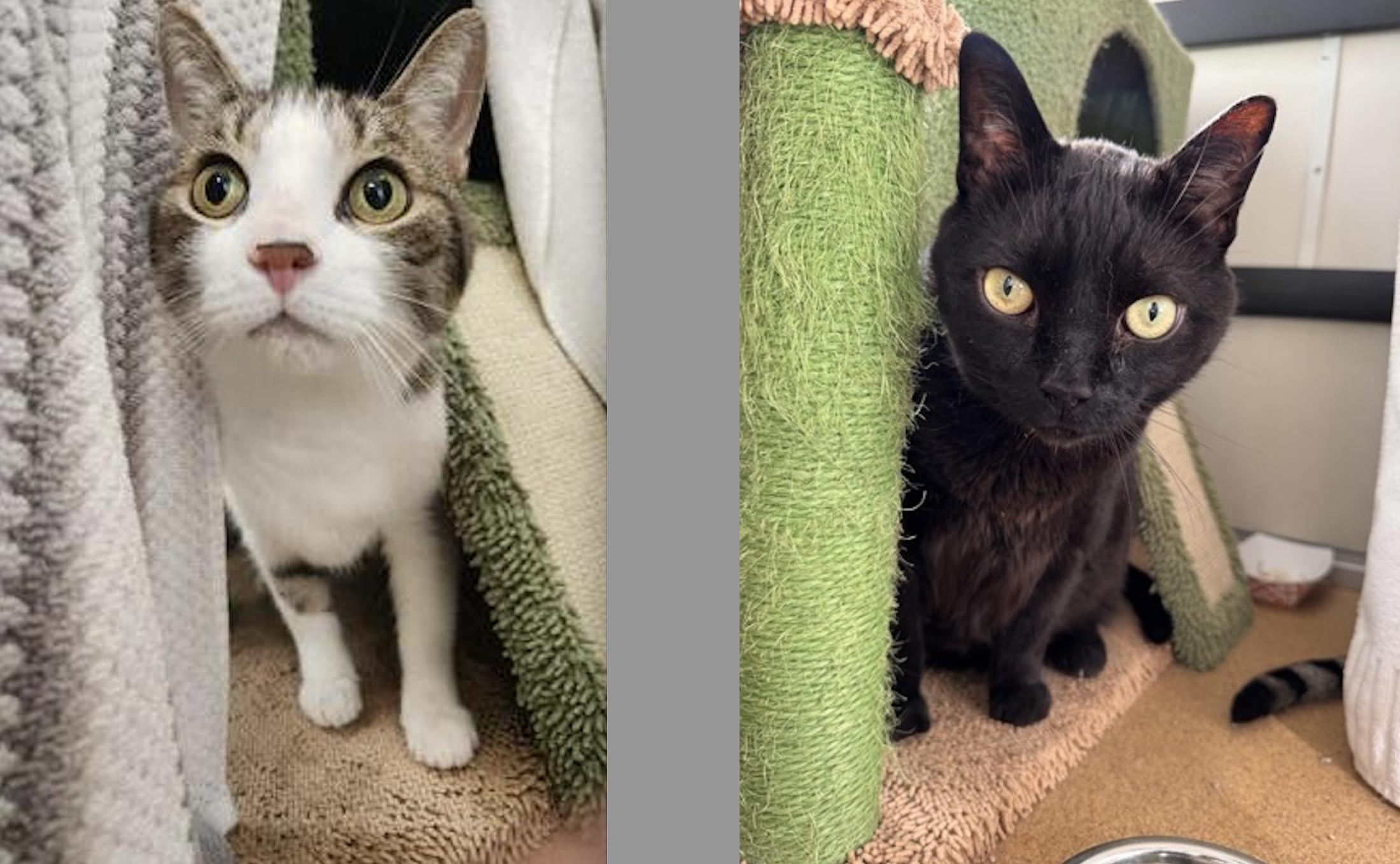 Milo & Sky, ADOPTABLE, Senior Male Domestic Short Hair.