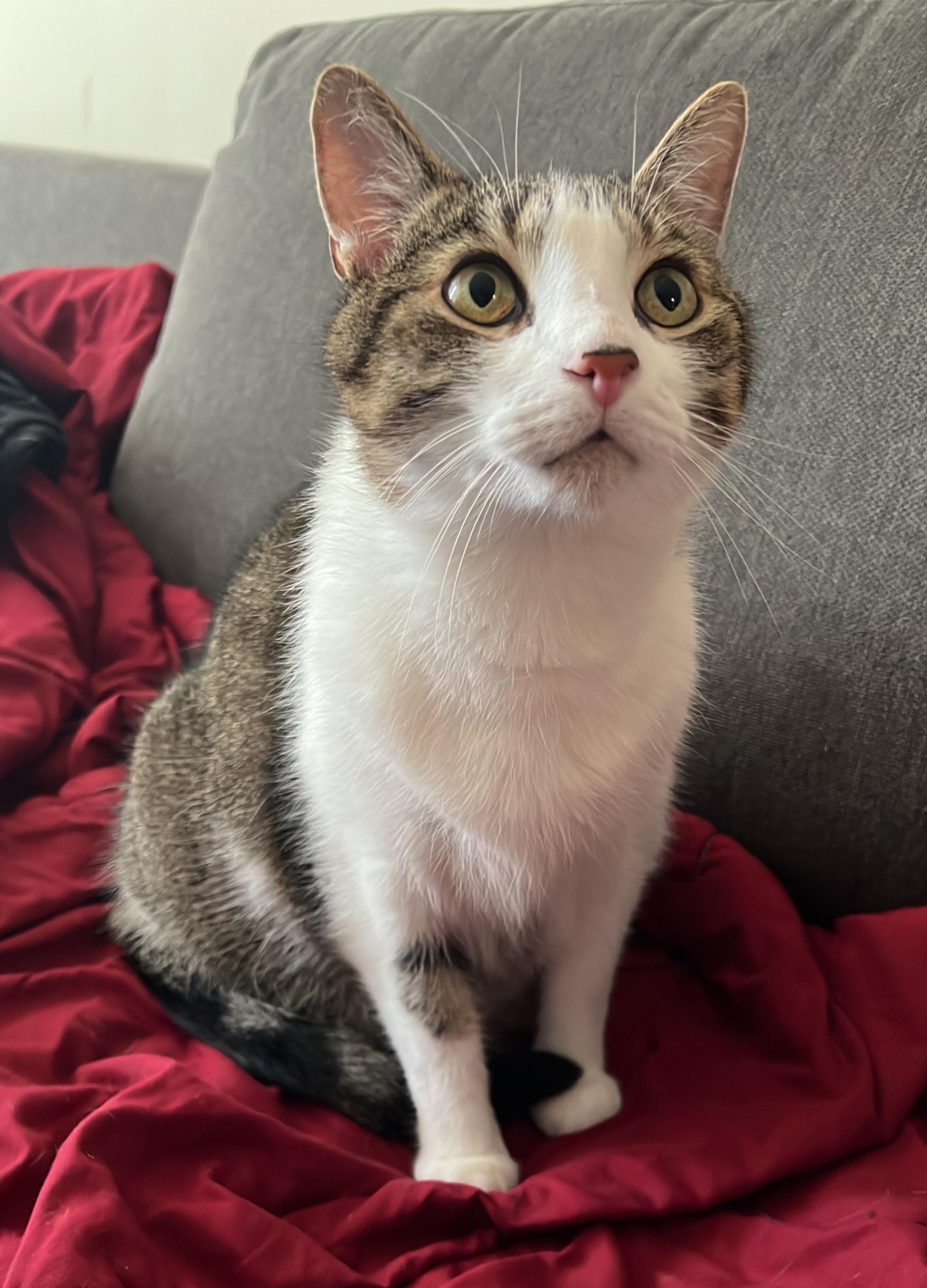 Enlarge Milo & Sky, a ADOPTABLE Domestic Short Hair in Toronto, ON image 6/6