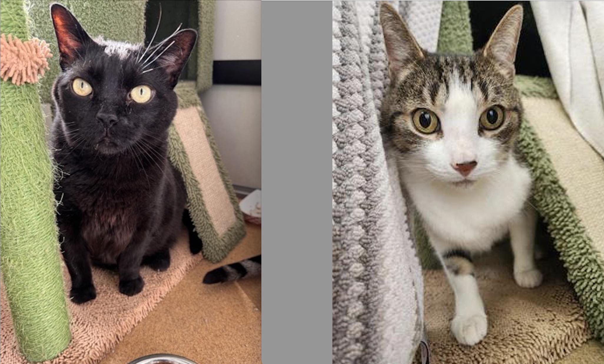 Enlarge Milo & Sky, a ADOPTABLE Domestic Short Hair in Toronto, ON image 2/2