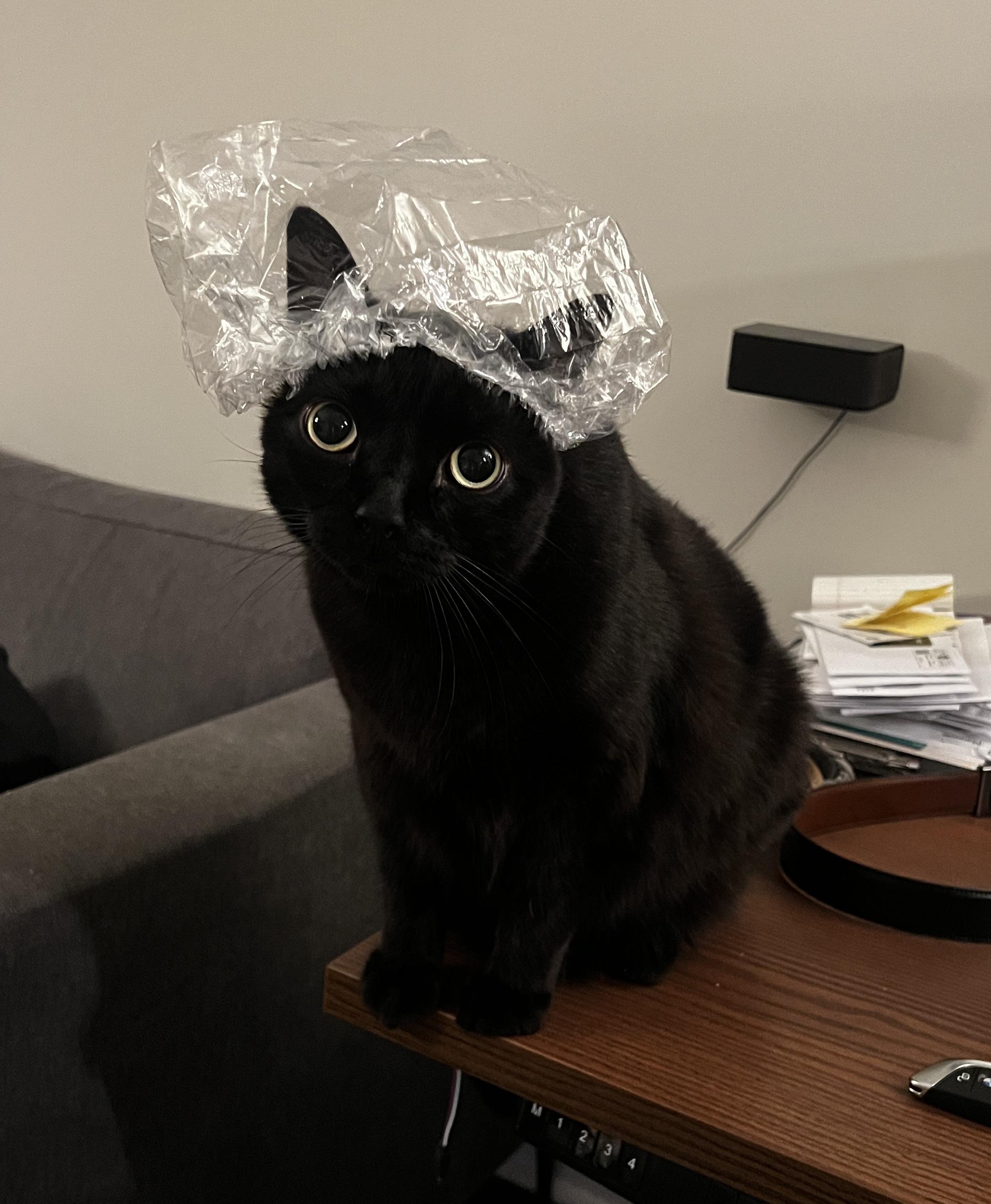 Enlarge Milo & Sky, a ADOPTABLE Domestic Short Hair in Toronto, ON image 5/6