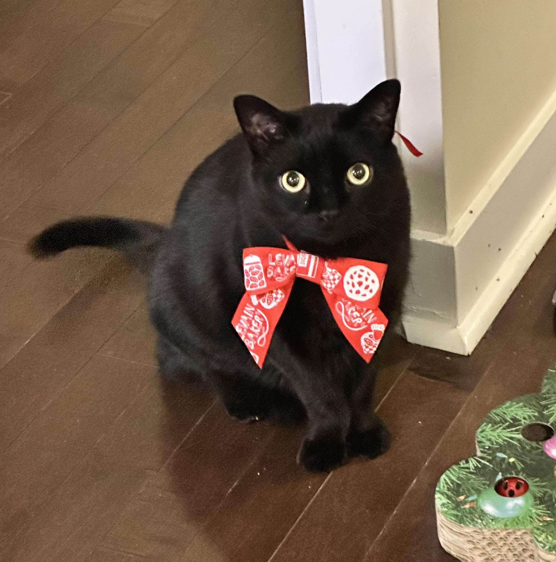 Enlarge Milo & Sky, a ADOPTABLE Domestic Short Hair in Toronto, ON image 3/6