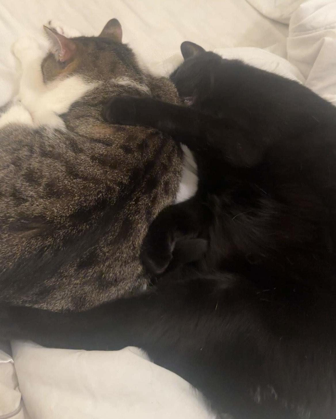 Enlarge Milo & Sky, a ADOPTABLE Domestic Short Hair in Toronto, ON image 4/6