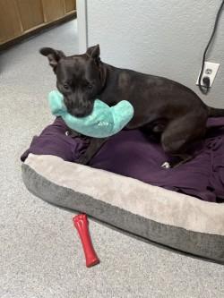 Nevile, Adoptable, Young Male Staffordshire Bull Terrier & Black Labrador Retriever.