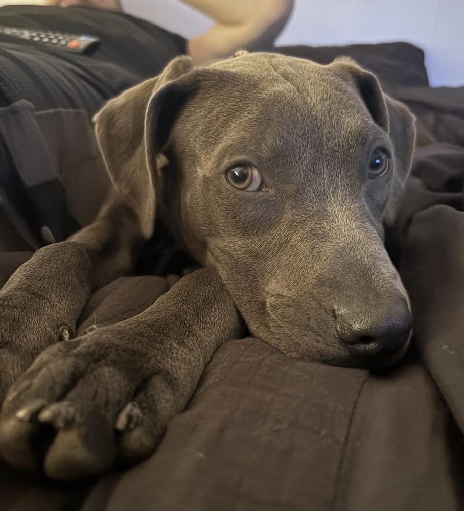 Petunia, Adoptable, Puppy Female Pit Bull Terrier.