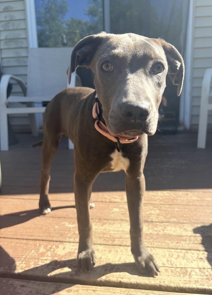 Enlarge Petunia, a Adoptable mixed breed in Cheektowaga, NY image 2/2