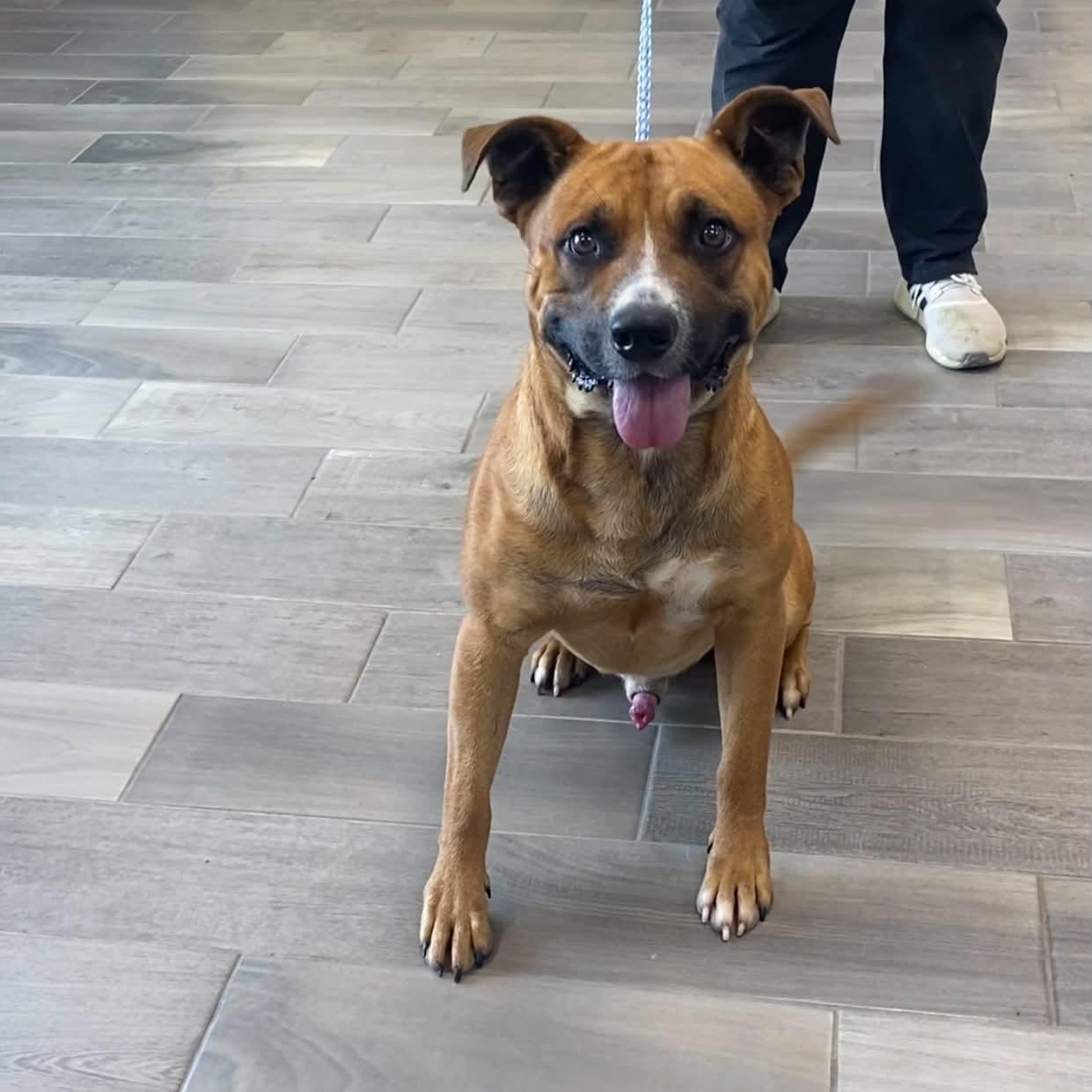 Rudy, Adoptable, Senior Male Boxer.
