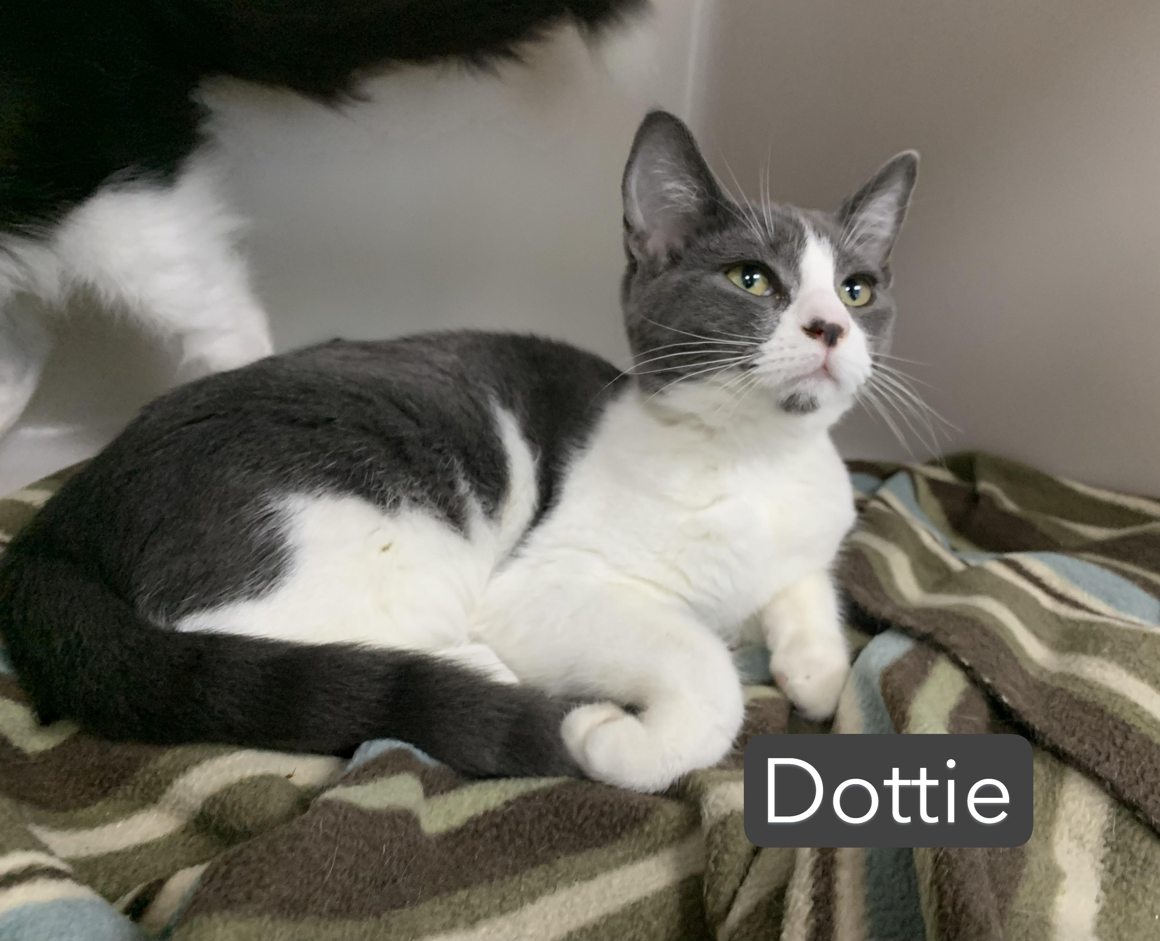 Dottie, a ADOPTABLE mixed breed in Hollister, CA image 4/5