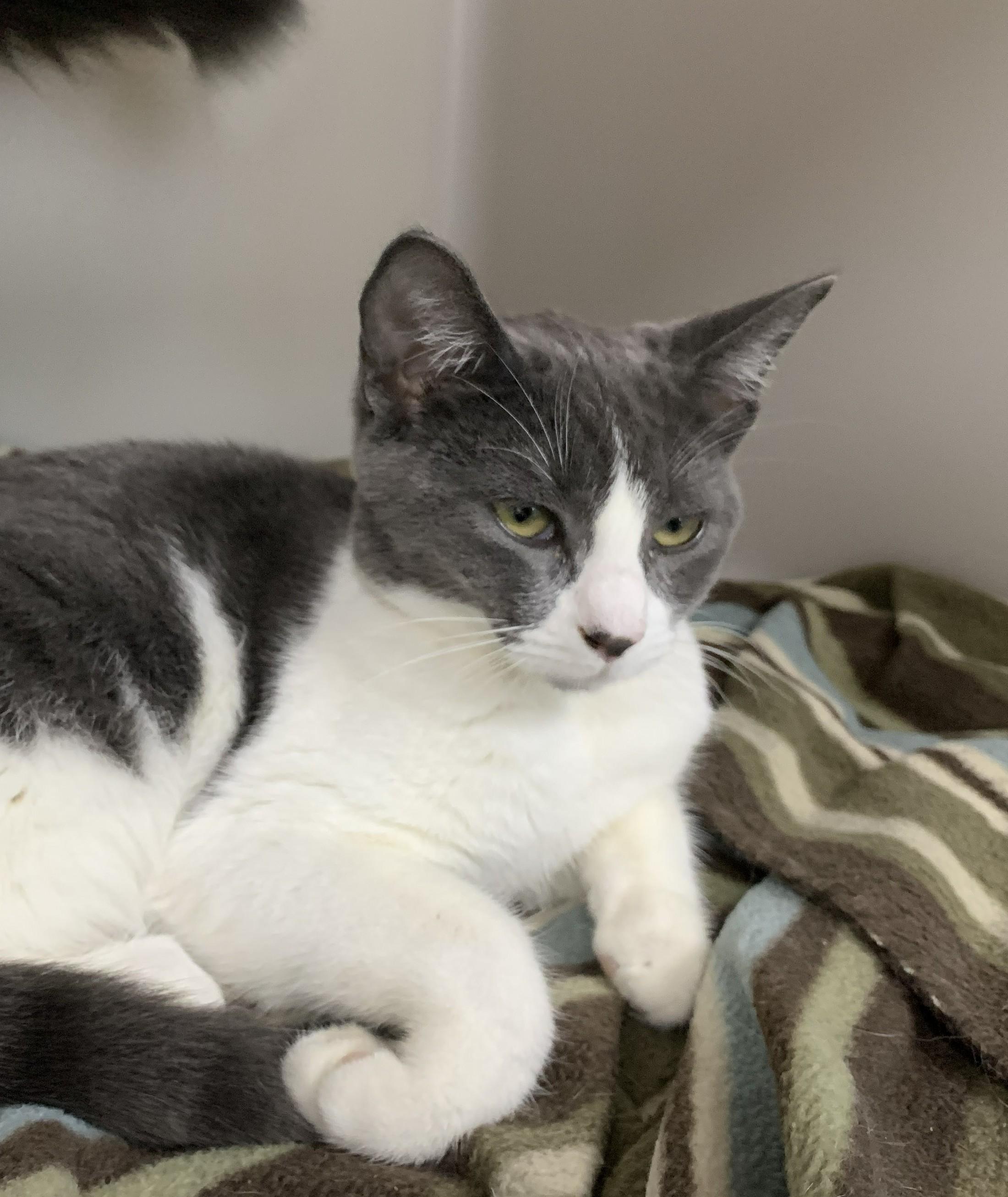 Dottie, a ADOPTABLE mixed breed in Hollister, CA image 3/5