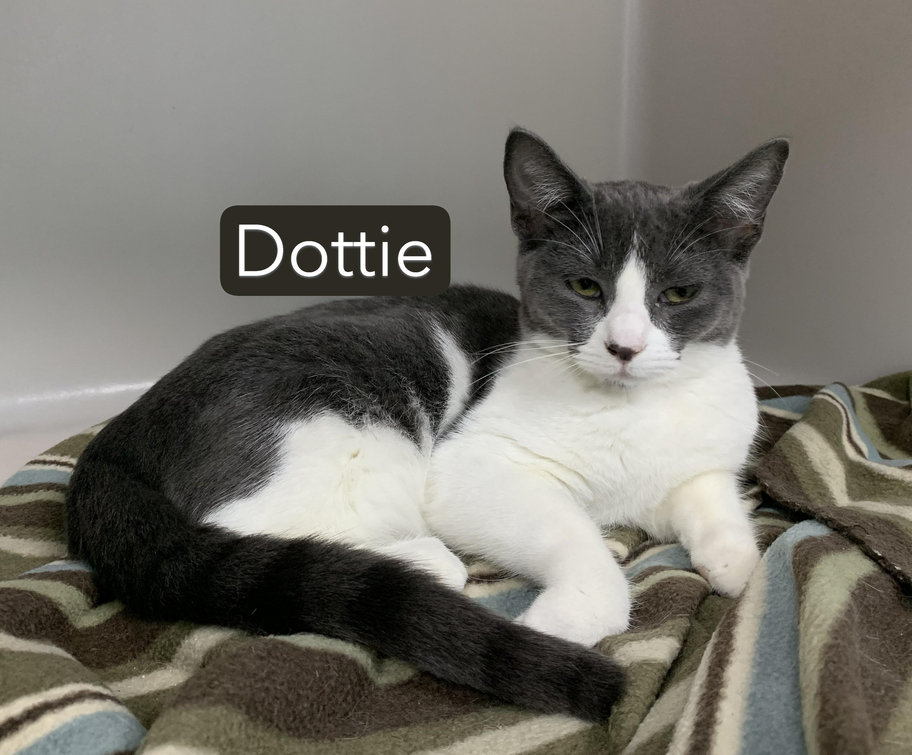 Dottie, a ADOPTABLE mixed breed in Hollister, CA image 5/5